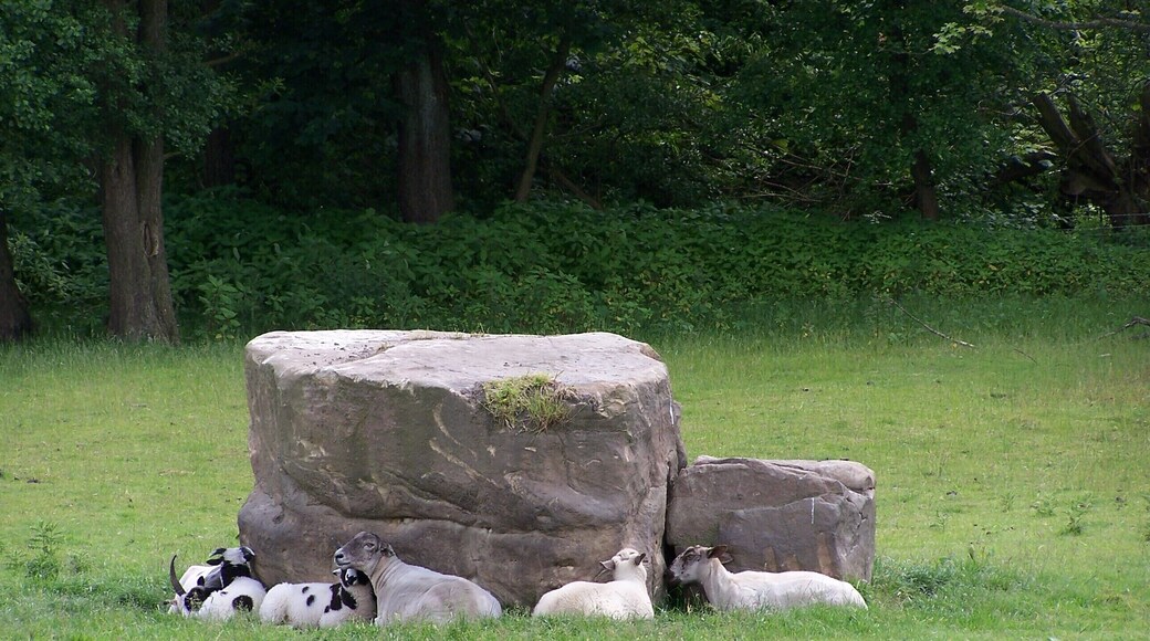 Sheep on the rocks, Low Matlock Lane, Loxley Valley, Sheffield - 1. OK .. I realise they are not actually on the rocks, but it makes for a better title. 1716884 1716893
