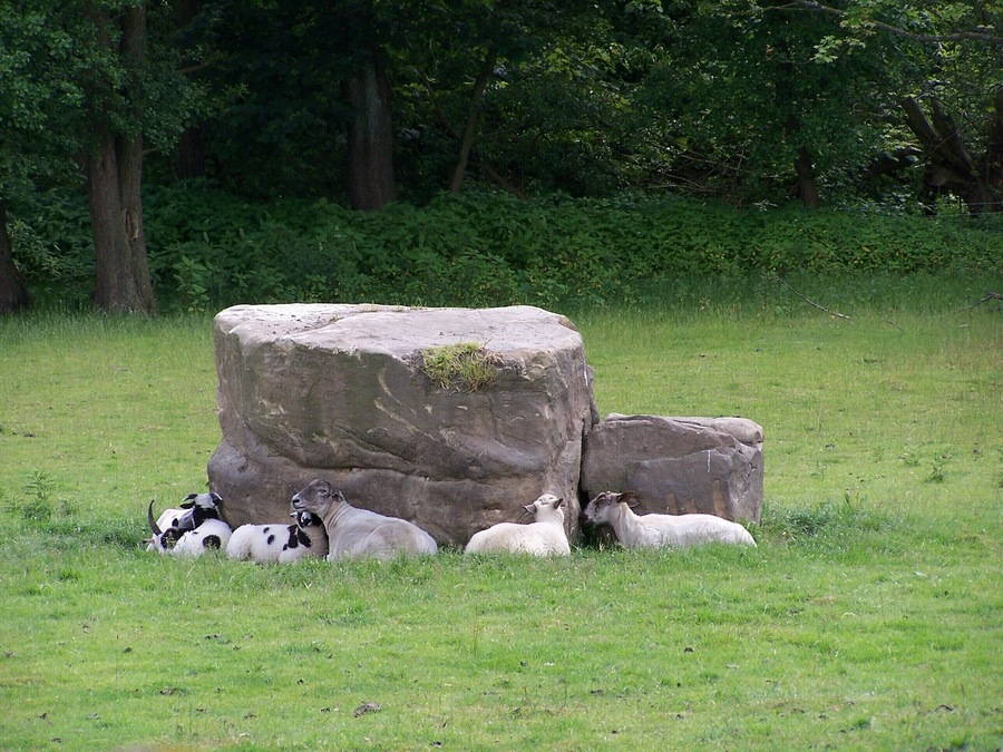 Sheep on the rocks, Low Matlock Lane, Loxley Valley, Sheffield - 1. OK .. I realise they are not actually on the rocks, but it makes for a better title. 1716884 1716893