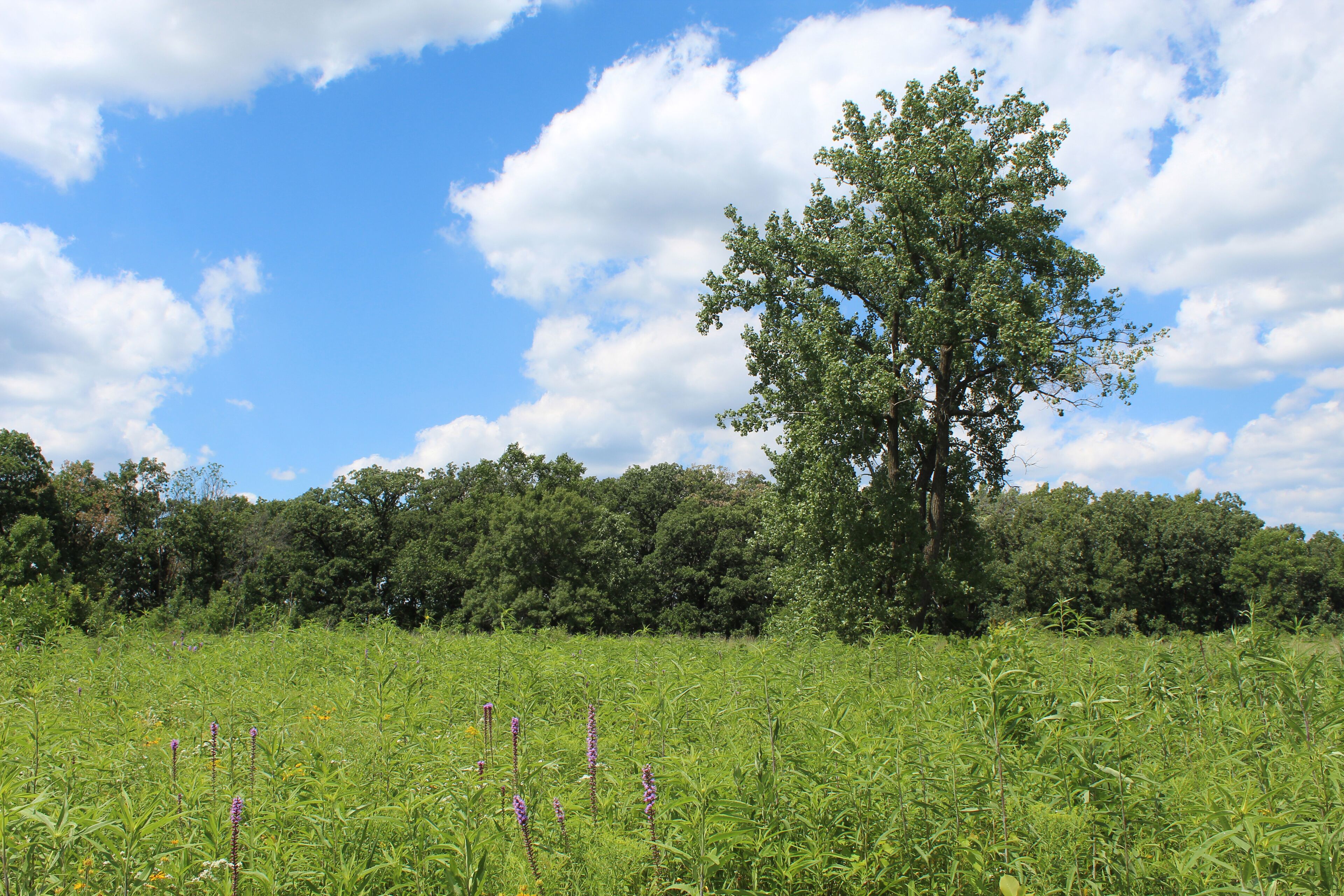 Cottonwood tree alone in a clearing in summer with cumulus clouds at Somme Prairie Grove in Northbrook, Illinois