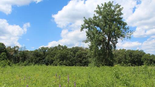 Cottonwood tree alone in a clearing in summer with cumulus clouds at Somme Prairie Grove in Northbrook, Illinois