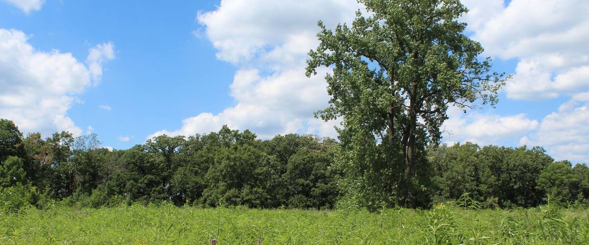 A grassy field with tall wildflowers and a large tree in the center.