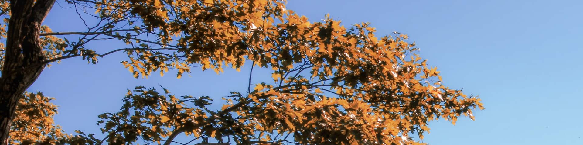 Looking out in between trees across a beautiful mountain range from high up on a look out point along the Buffalo River at Tyler Bend in St. Joe, Arkansas