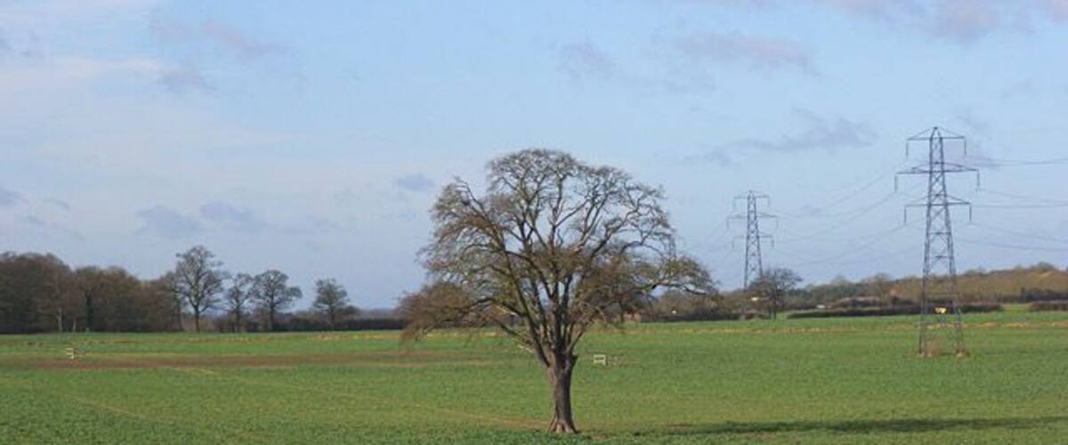A single tree in a green field with power lines in the background.
