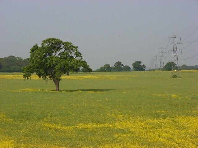 Farmland, Shurlock Row. Just over a week later than 800385 and a lot less yellow.