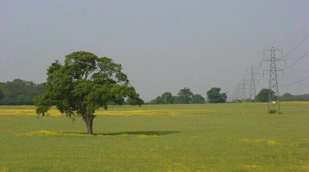 Farmland, Shurlock Row. Just over a week later than 800385 and a lot less yellow.