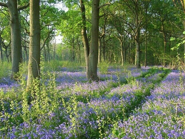 Surrells Wood An old track in the bluebell carpet in a quite thinly wooded eastern part of the wood.