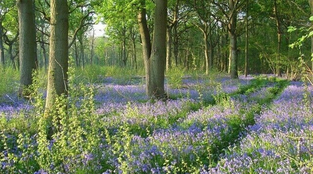 Surrells Wood An old track in the bluebell carpet in a quite thinly wooded eastern part of the wood.