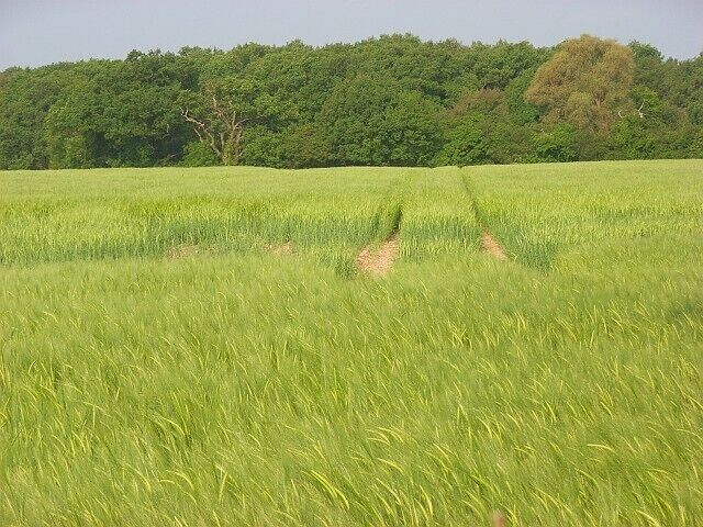 Barley, West End, Waltham St Lawrence A field to the west of Bailey's Lane.