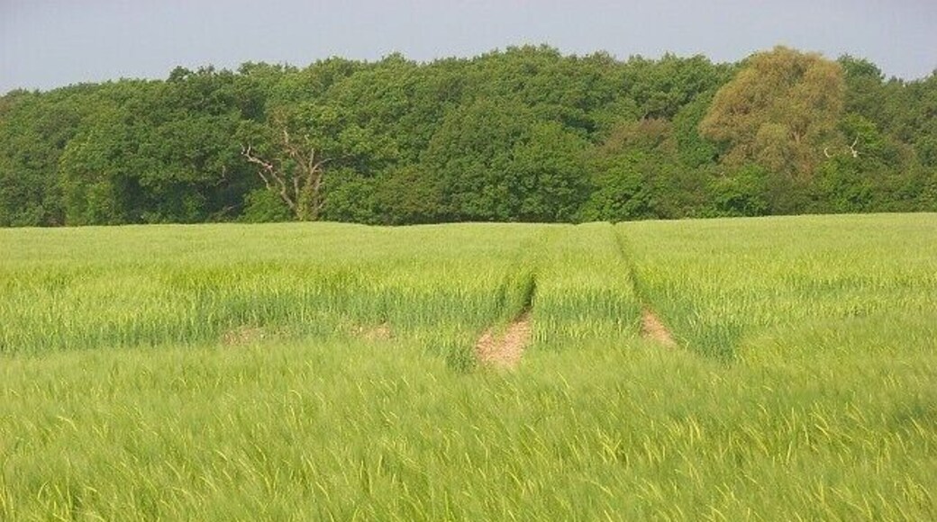 Barley, West End, Waltham St Lawrence A field to the west of Bailey's Lane.
