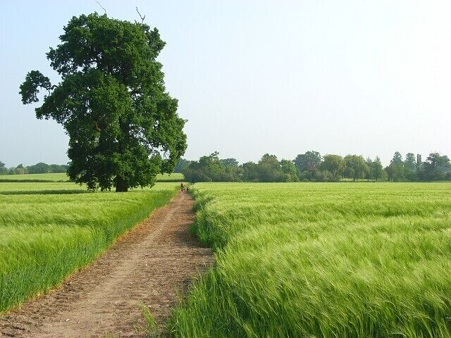 Footpath through barley, Shurlock Row The path heading towards the east end of West End from Hungerford.