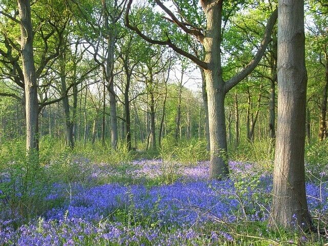 Surrells Wood With largely oak trees near the east of the wood.