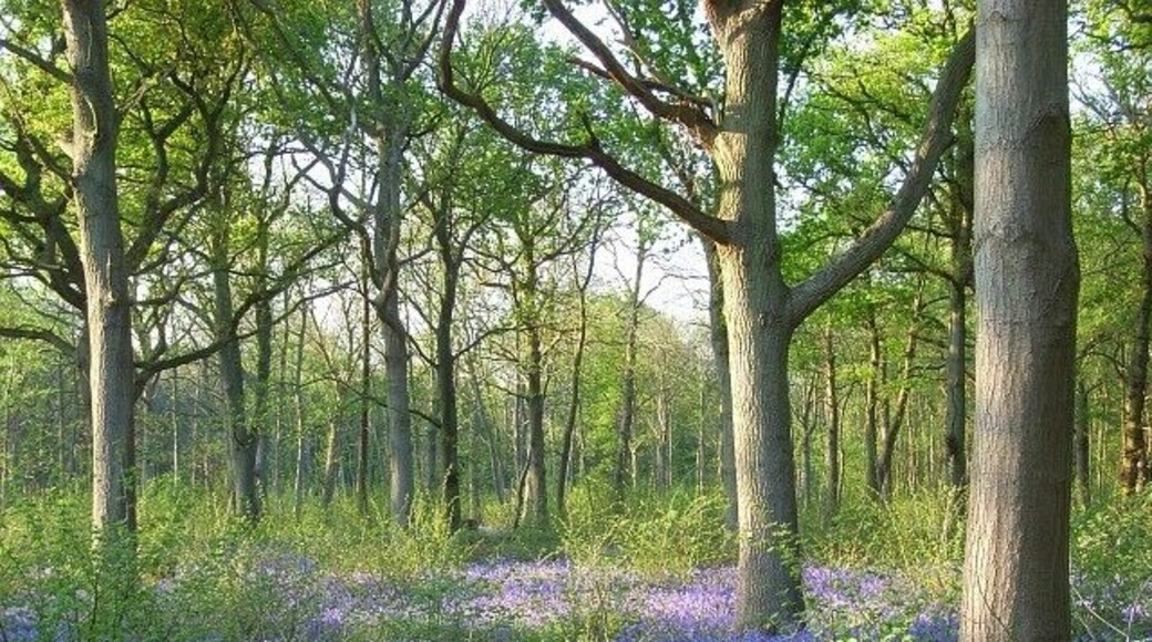 Surrells Wood With largely oak trees near the east of the wood.