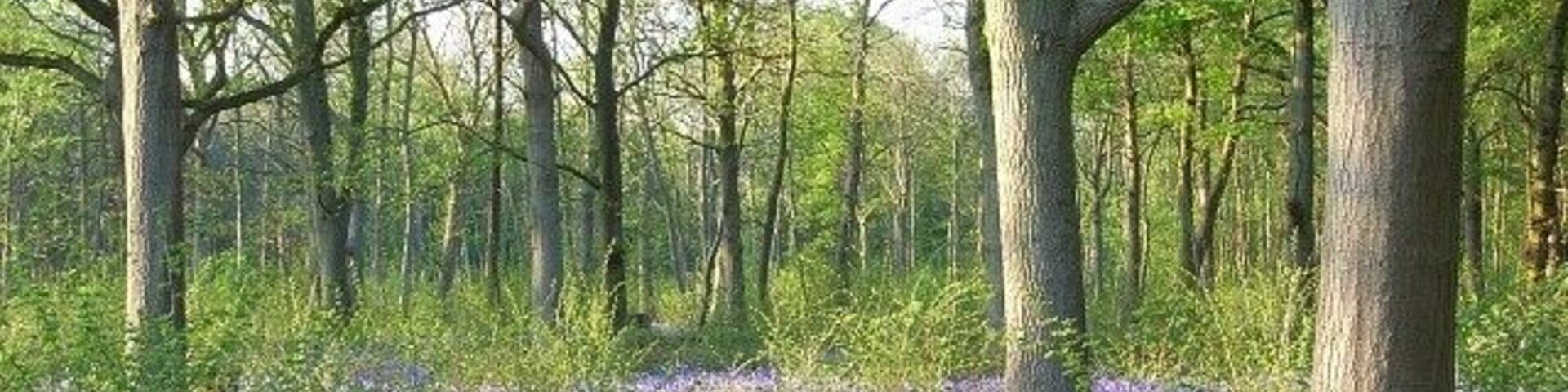 Un bosque con árboles altos y una alfombra de flores azules.