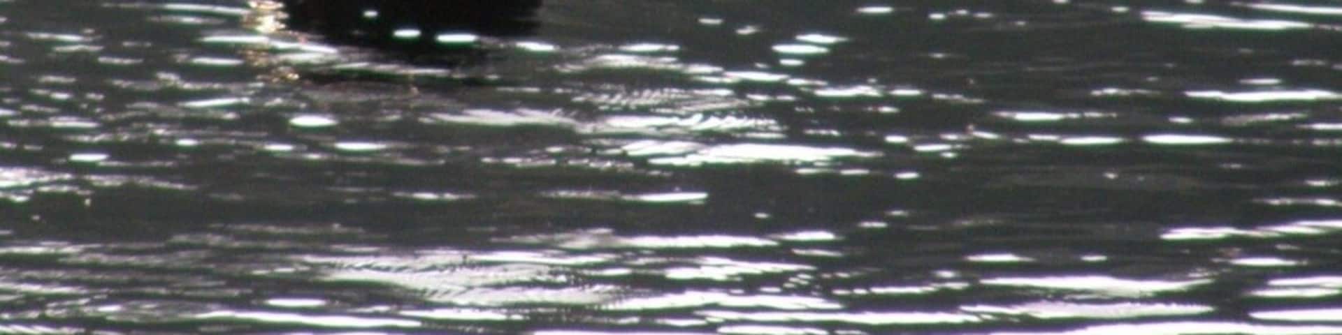 #camp. Deeply secluded along the ME/NH border, "B Pond" has a healthy Brook Trout population supported by native smelts. Each spring after ice out, Loons make their way to plentiful inland lakes and ponds to feed and nest. With their beautiful song- like calls at night, no Maine camping trip is complete with hearing a loon's call.