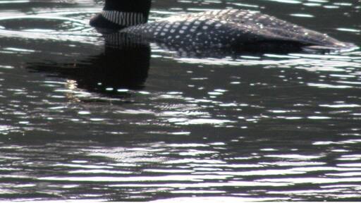 #camp. Deeply secluded along the ME/NH border, "B Pond" has a healthy Brook Trout population supported by native smelts. Each spring after ice out, Loons make their way to plentiful inland lakes and ponds to feed and nest. With their beautiful song- like calls at night, no Maine camping trip is complete with hearing a loon's call.