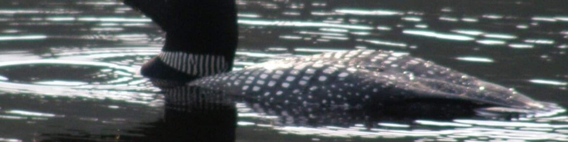 #camp. Deeply secluded along the ME/NH border, "B Pond" has a healthy Brook Trout population supported by native smelts. Each spring after ice out, Loons make their way to plentiful inland lakes and ponds to feed and nest. With their beautiful song- like calls at night, no Maine camping trip is complete with hearing a loon's call.