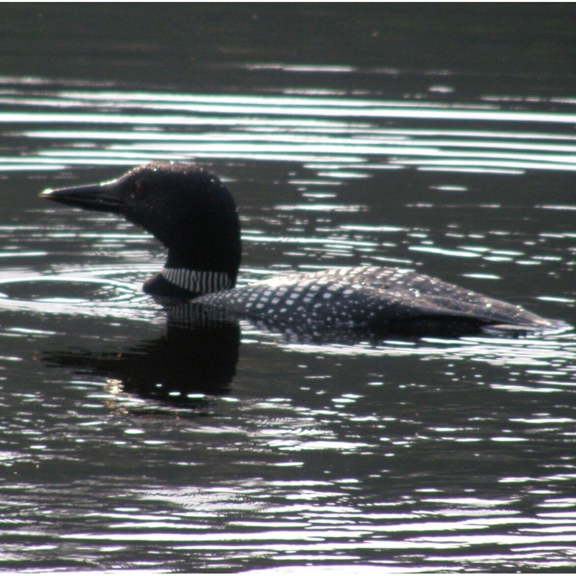 A loon swimming in water.