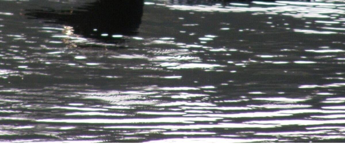 A loon swimming in water.