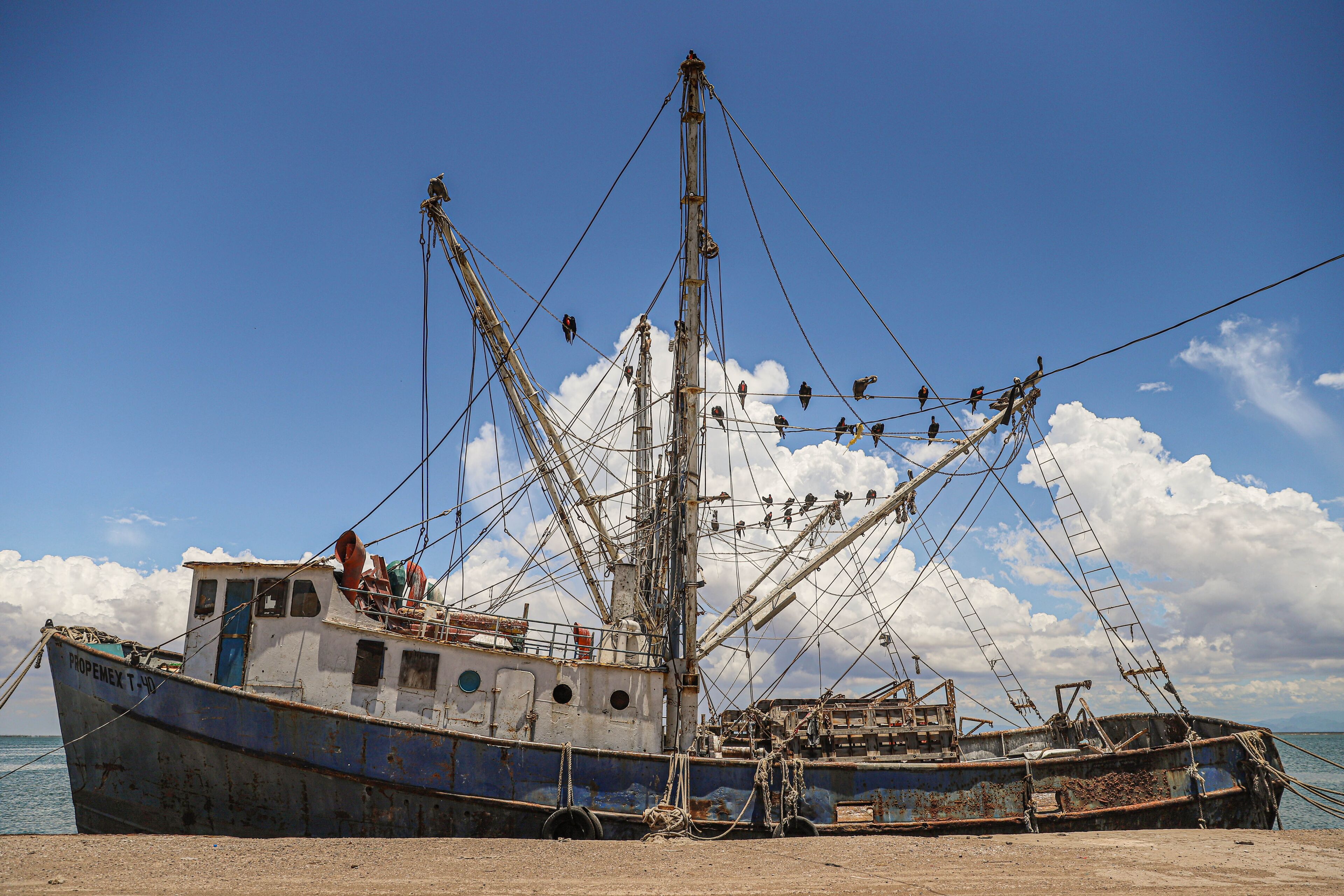 marine birds front on the mast ship Yavaros. Yavaros-Moroncarit are located in the municipality of Huatabampo Sonora Mexico.