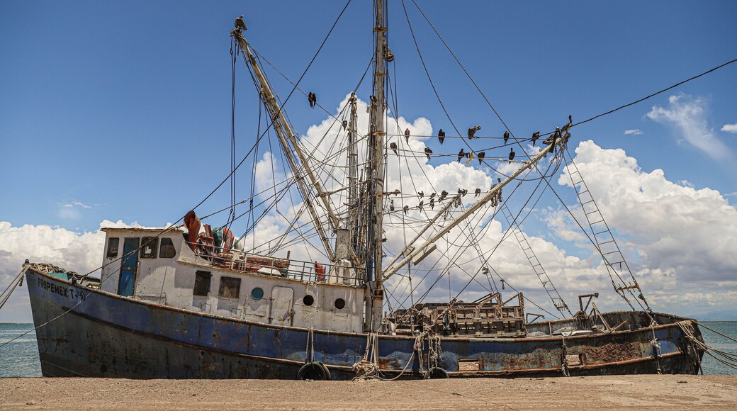 marine birds front on the mast ship Yavaros. Yavaros-Moroncarit are located in the municipality of Huatabampo Sonora Mexico.