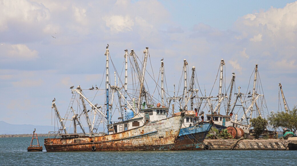 marine birds front on the mast ship Yavaros. Yavaros-Moroncarit are located in the municipality of Huatabampo Sonora Mexico.