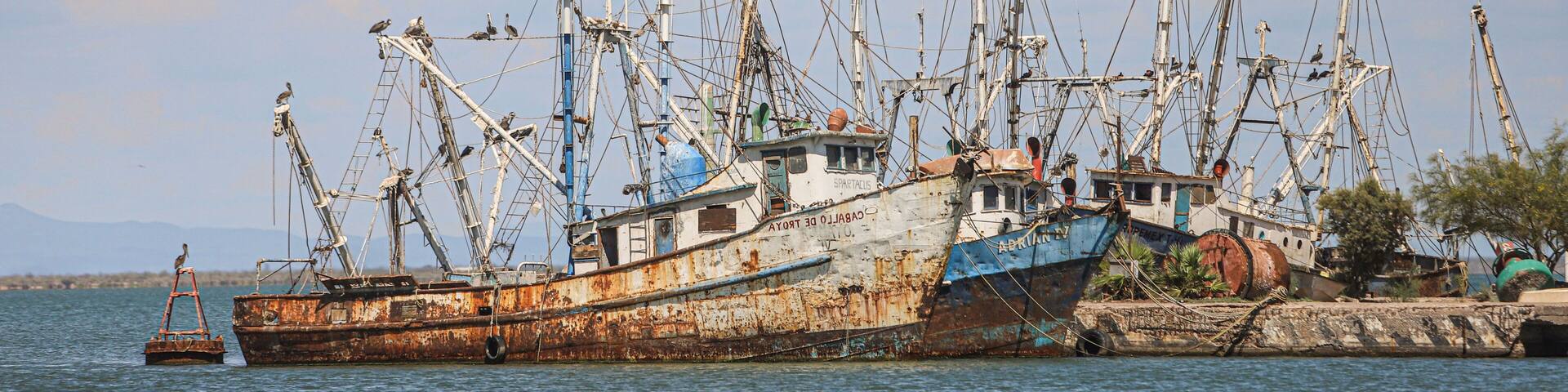 marine birds front on the mast ship Yavaros. Yavaros-Moroncarit are located in the municipality of Huatabampo Sonora Mexico.
