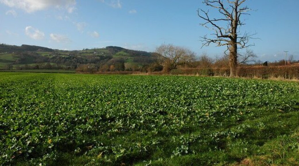 Farmland at Brobury View west towards Bredwardine Hill.