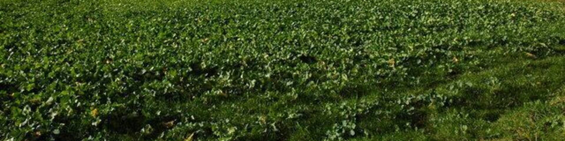 Farmland at Brobury View west towards Bredwardine Hill.