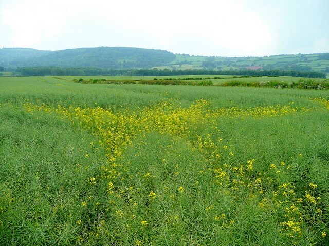 Last few rape flowers Arable land west of Brobury. In the distance, beyond the Wye is the Moccas Hill/Woodbury Hill ridge.