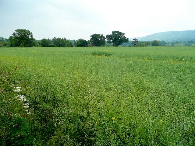 Arable at New Court, Brobury Oaker's Hill in the distance.