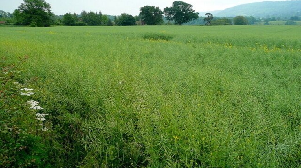 Arable at New Court, Brobury Oaker's Hill in the distance.
