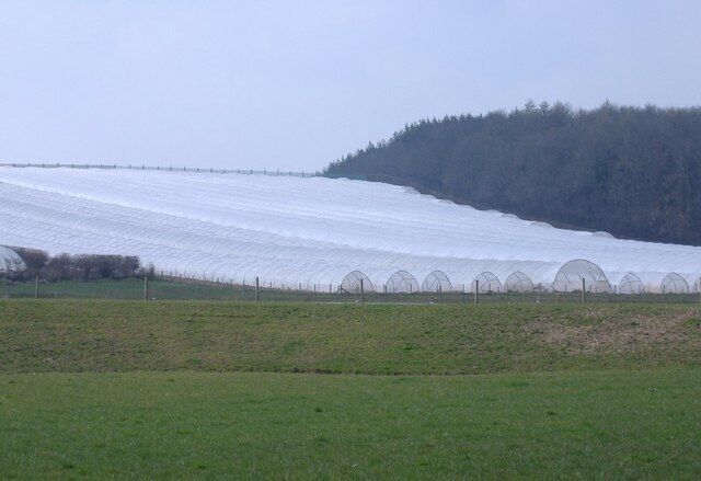 Poly-tunnels, near Staunton-on-Wye. Now a prominent feature of the Herefordshire landscape. Used to protect early fruit crops - in this case, strawberries.