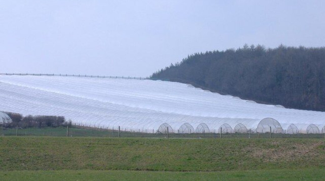 Poly-tunnels, near Staunton-on-Wye. Now a prominent feature of the Herefordshire landscape. Used to protect early fruit crops - in this case, strawberries.