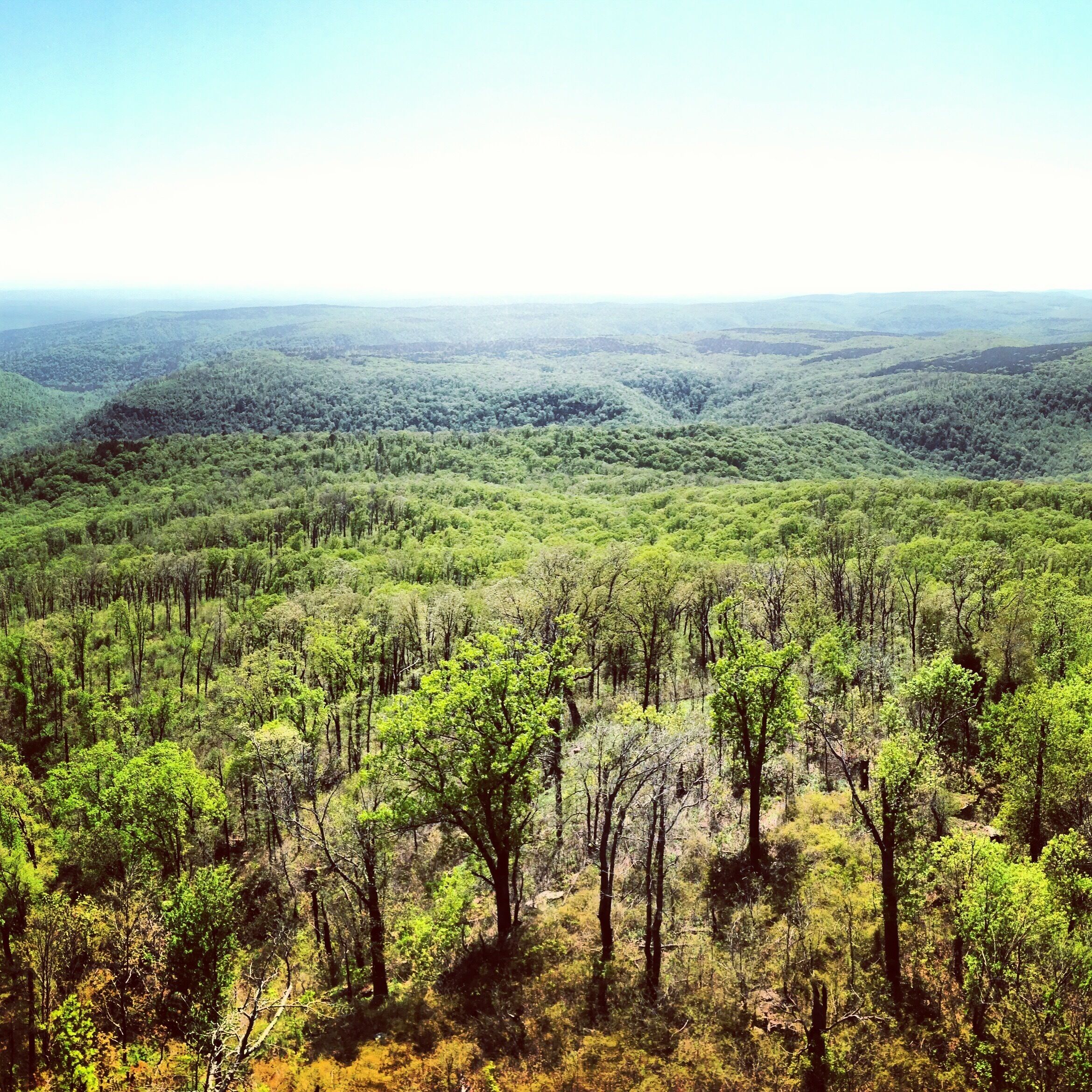 White Rock Mountain overlooks much of the Ozark National Forest. In springtime you are able to see some of the most beautiful scenery, but also in the fall you are able to witness the leaves changing color from atop this mountain. A place everyone must see, just north of Mulberry, AR. Lots of trails to hike and even some camping and fishing to be done at Shores Lake just below the mountain.  #exploreAR #WhiteRock #foliage #wanderlust 