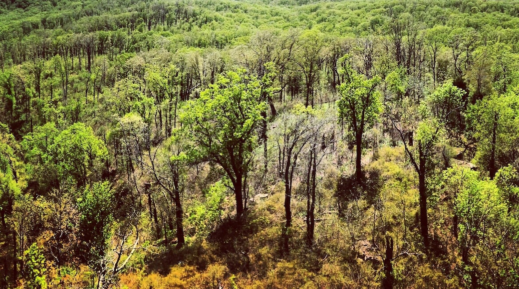 White Rock Mountain overlooks much of the Ozark National Forest. In springtime you are able to see some of the most beautiful scenery, but also in the fall you are able to witness the leaves changing color from atop this mountain. A place everyone must see, just north of Mulberry, AR. Lots of trails to hike and even some camping and fishing to be done at Shores Lake just below the mountain. #exploreAR #WhiteRock #foliage #wanderlust