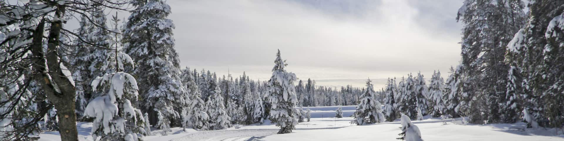 Landscape with ski trail in winter forest. Bear Valley, California, 2010.; Shutterstock ID 105568256