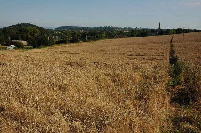 Footpath to Eldersfield Church Footpath to Eldersfield church through a field of wheat. The wooded hill on the left is Berth Hill.