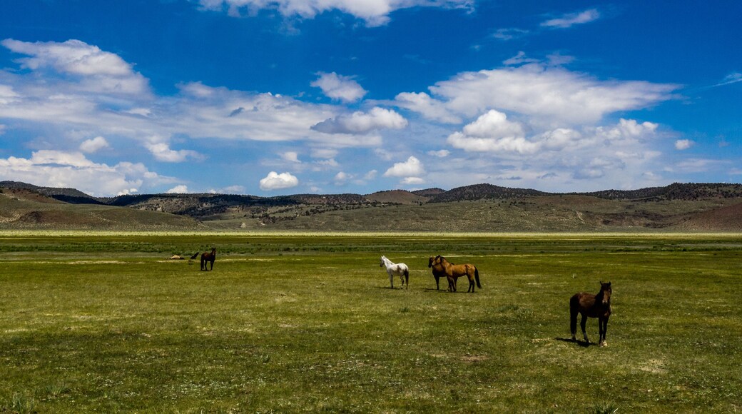 Wild horses at Dobie Meadows on California Highway 120 between Mono Lake and Benton