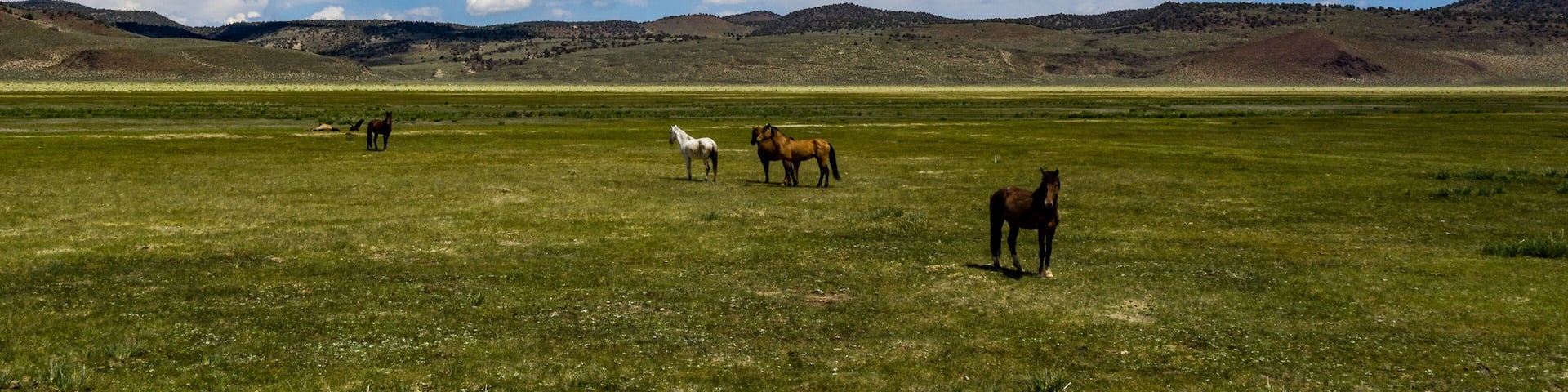 A grassy field with horses and distant hills under a blue sky.