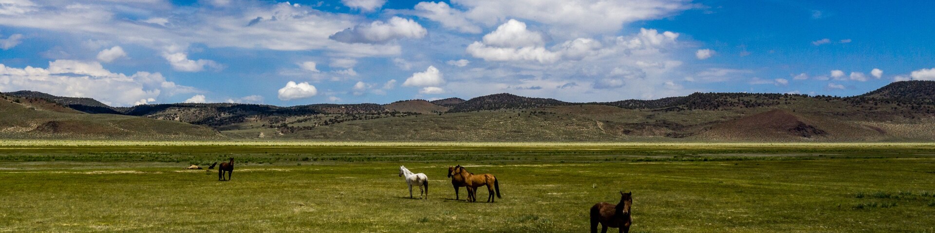 Wild horses at Dobie Meadows on California Highway 120 between Mono Lake and Benton