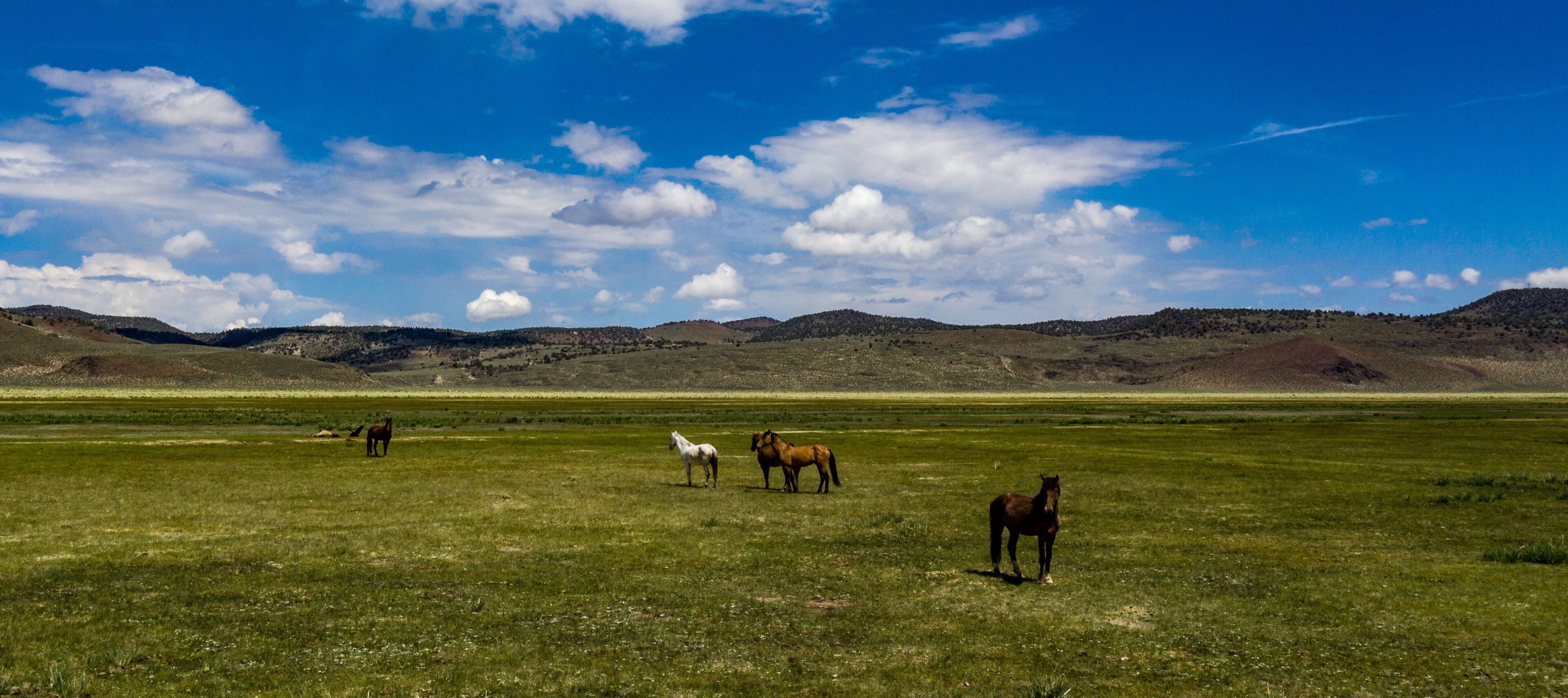 A grassy field with horses and distant hills under a blue sky.