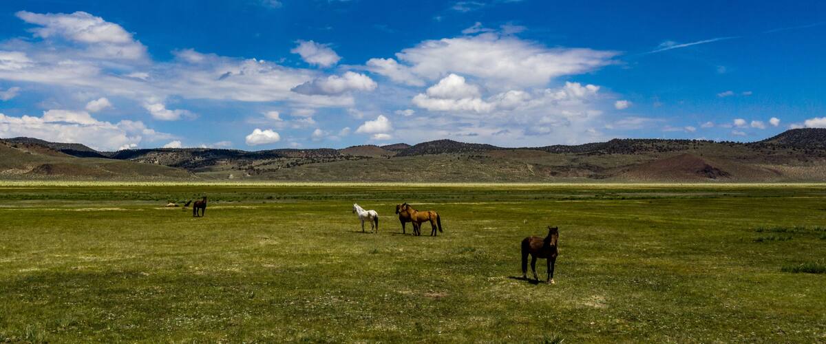 A grassy field with horses and distant hills under a blue sky.