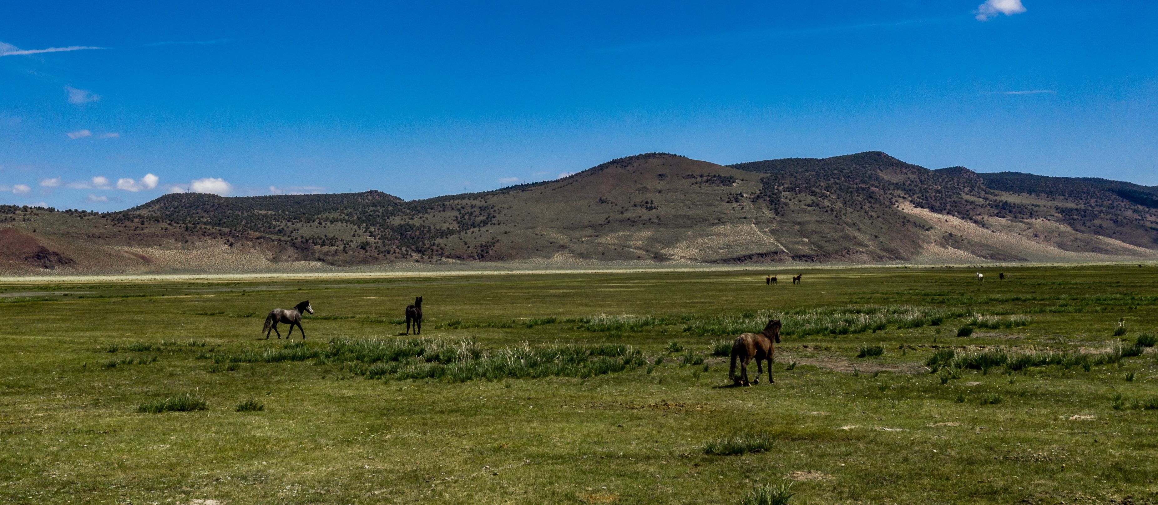 Wild horses at Dobie Meadows on California Highway 120 between Mono Lake and Benton