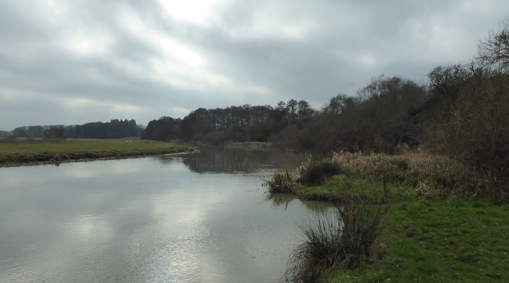The River Nene in Wadenhoe Marsh and Achurch Meadow, a biological Site of Special Scientific Interest south of Wadenhoe in Northamptonshire