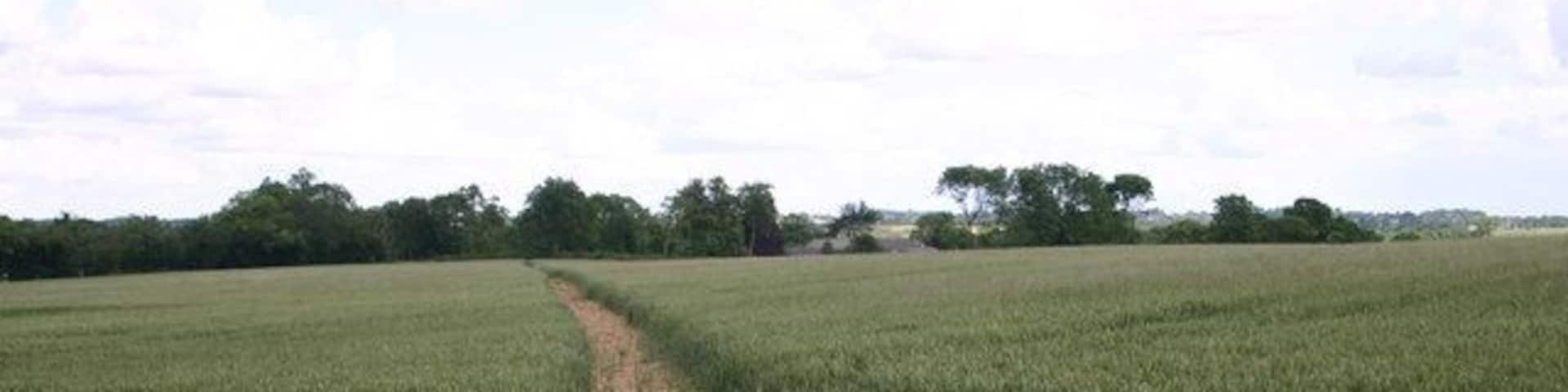 Clear path through the crops Clear path through the crops of the Bernwood Way heading towards Grovehill Farm