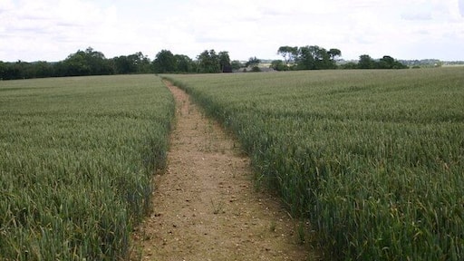 Clear path through the crops Clear path through the crops of the Bernwood Way heading towards Grovehill Farm