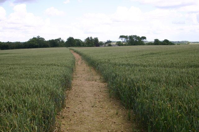 A dirt path through a field of crops.