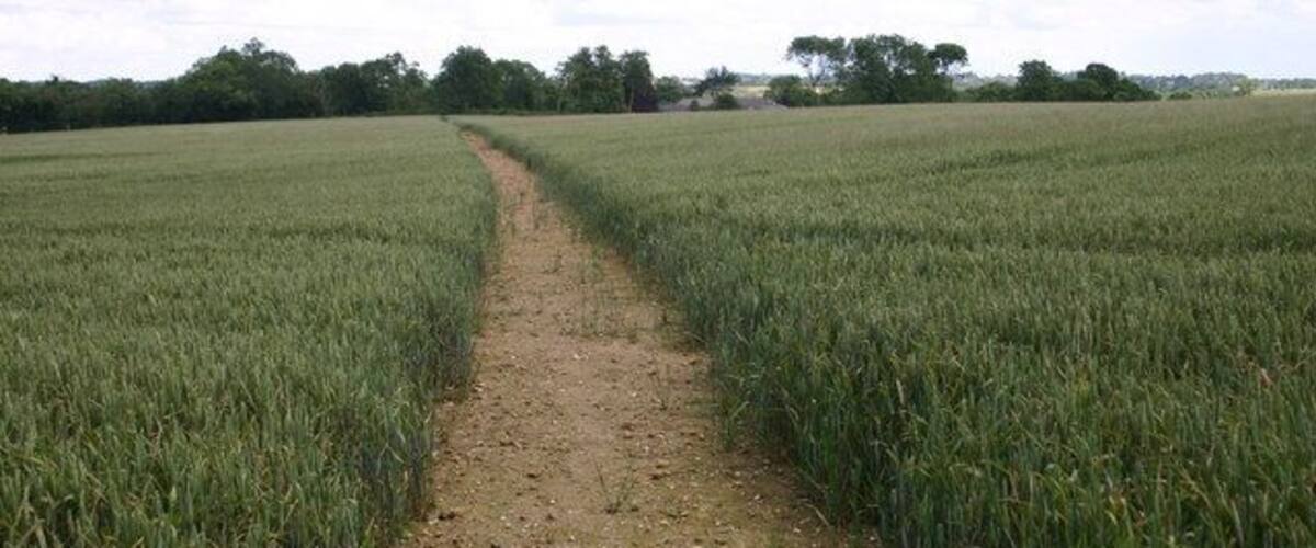 A dirt path through a field of crops.