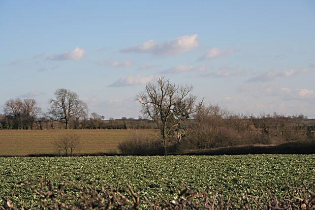 A field of crops, a leafless tree, and a clear sky.