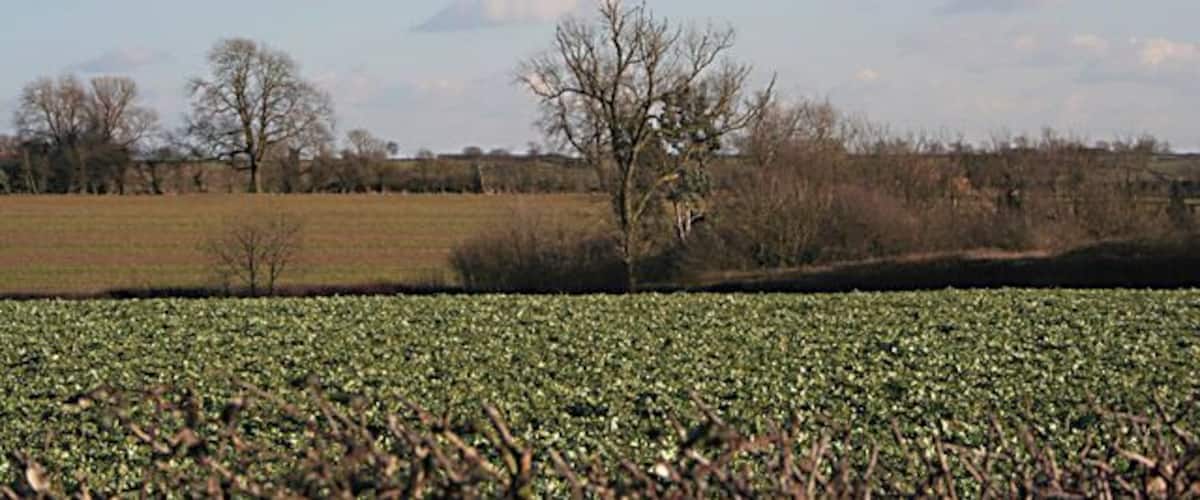A field of crops, a leafless tree, and a clear sky.